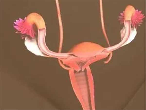 试管移植前吃金凤丸有助于恢复子宫内膜是真的吗？